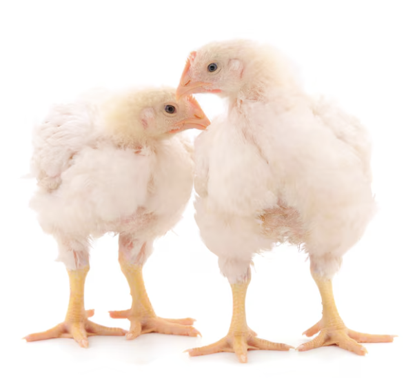 Poussin 21 Jours